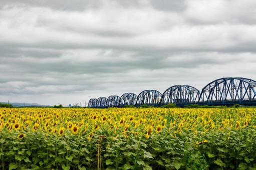 ヒマワリと鉄橋⑵ ヒマワリと鉄橋⑵ 夏,花,ヒマワリの写真素材