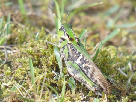 トノサマバッタ トノサマバッタ,昆虫,ダイミョウバッタの写真素材