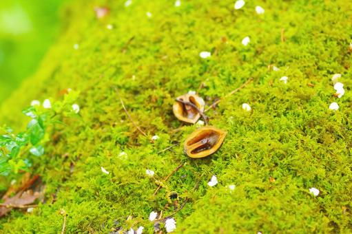 割れた木の実の写真