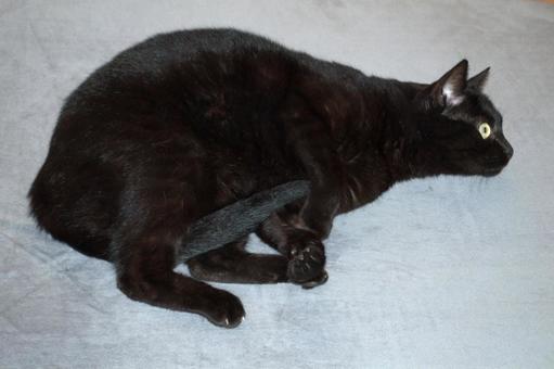 横になっている黒猫 横になっている黒猫の写真