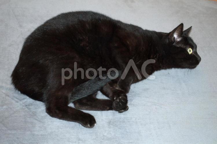 横になっている黒猫 ネコ,黒,クロネコの写真素材
