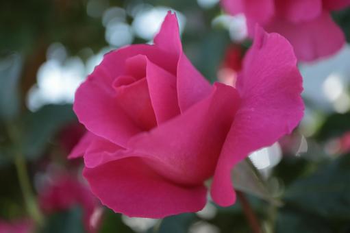バラ園にて綺麗な薔薇を撮影しました バラ園にて綺麗な薔薇を撮影しましたの写真