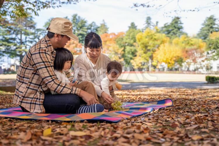 秋の公園で遊ぶ家族 ピクニック,行楽,家族の写真素材