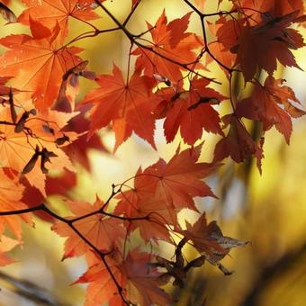 紅葉の季節 紅葉の季節の写真