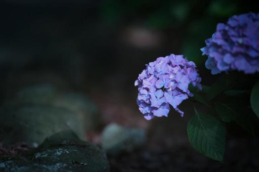 Hydrangea, JPG Hydrangea, JPG