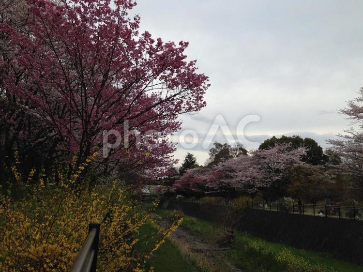 桜　菜の花　散策 さくら,河川敷,桜の写真素材