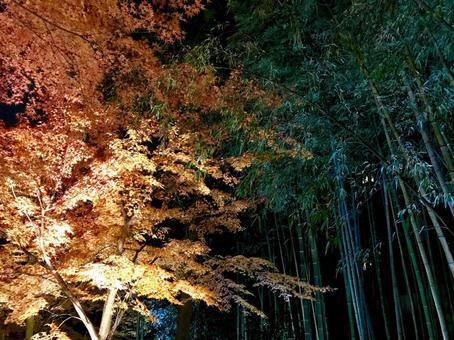 紅葉 紅葉の写真