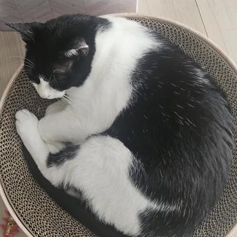 丸まったハチワレ母猫 丸まったハチワレ母猫の写真