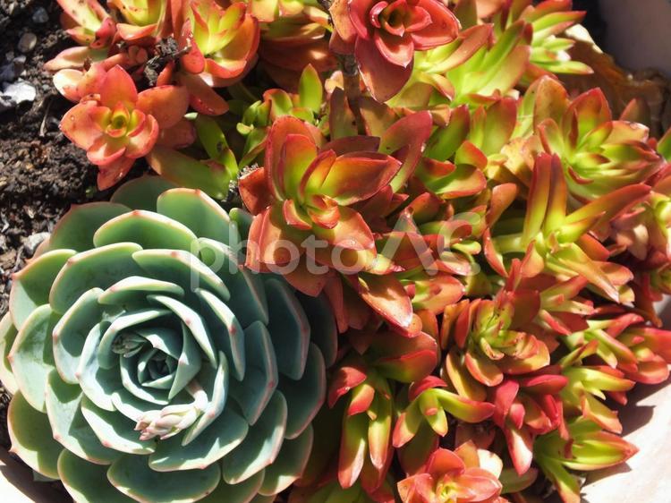 美しい色合いの多肉植物 多肉植物,色,鮮やかなの写真素材