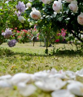Petals and roses, JPG