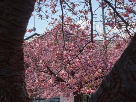 河津桜の公園-79 河津桜の公園-79の写真