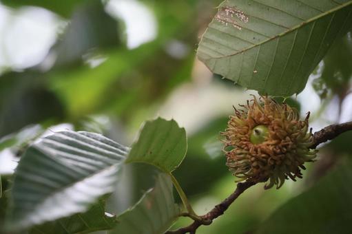 緑の葉とどんぐりの実のなる木の枝のアップ 緑の葉とどんぐりの実のなる木の枝のアップの写真