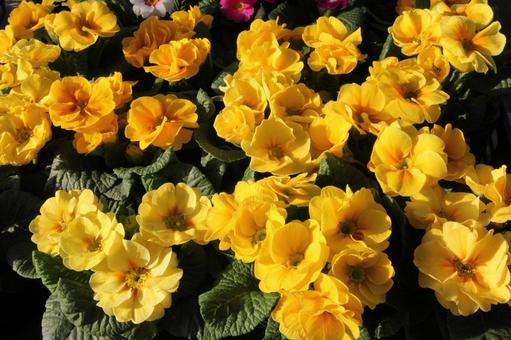 ジュリアン・プリムラ　咲く風景 ジュリアン,美しい,秋の写真素材