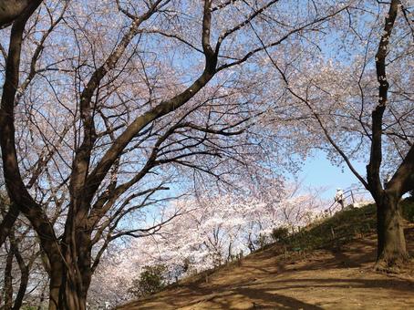 東京の公園の桜の写真