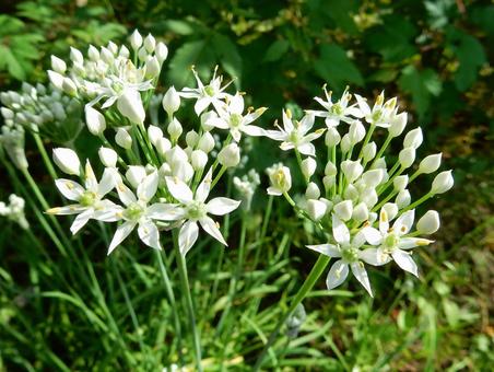 【花の写真】ニラの花 ニラ,韮,花の写真素材
