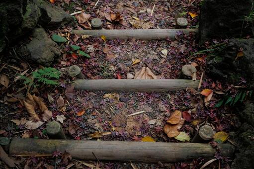 紅葉 銀杏,いちょう,黄色の写真素材