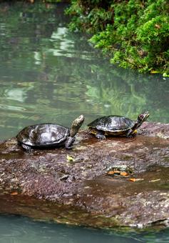 岩上でくつろぐ二匹のカメ カメ,亀,水棲ガメの写真素材