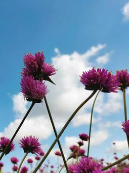 センニチコウ センニチコウの写真