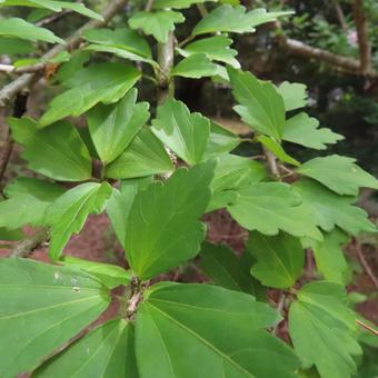 ムクゲ(木槿) ムクゲ(木槿) ムクゲ,木槿,花の写真素材
