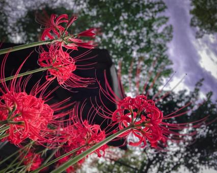 彼岸花 彼岸花の写真
