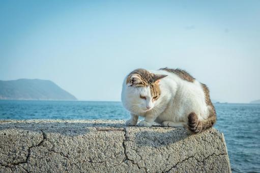 ねこ ねこ ねこ,猫,ネコの写真素材