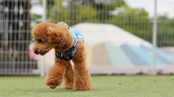トイプードルのポートレート トイプードルのポートレート 犬,トイプードル,トイプーの写真素材