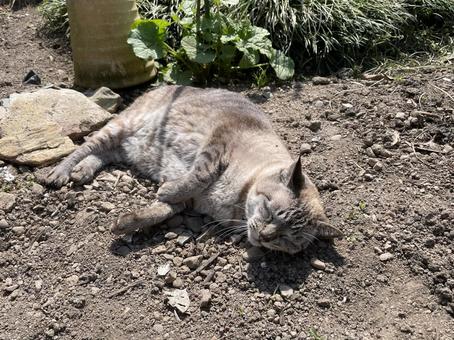 土のベッド 土のベッドの写真