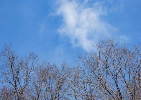 青空と冬の木々 青空と冬の木々の写真