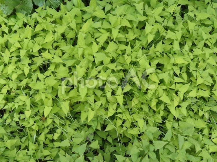 タニソバ（タデ科）の葉 タニソバ,野草,雑草の写真素材
