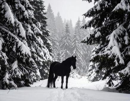 森の中の馬 森の中の馬の写真