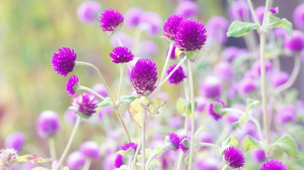 秋の花-328 秋の花-328の写真