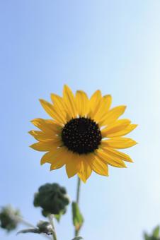 青空とミニひまわり１輪 ひまわり,夏,夏の景色の写真素材