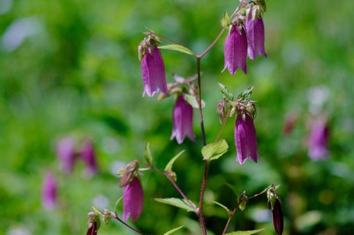 Mountain bellflower, JPG
