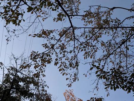 木々 公園,木々,枝の写真素材