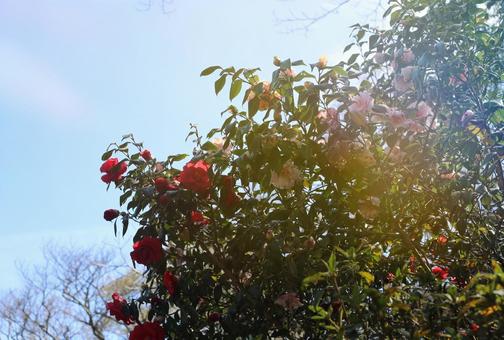 花 花の写真