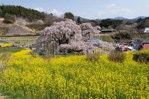 三春町の滝桜 三春町の滝桜 爛漫,満開,滝桜の写真素材