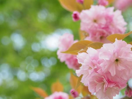 満開の八重桜の花と緑 満開の八重桜の花と緑の写真