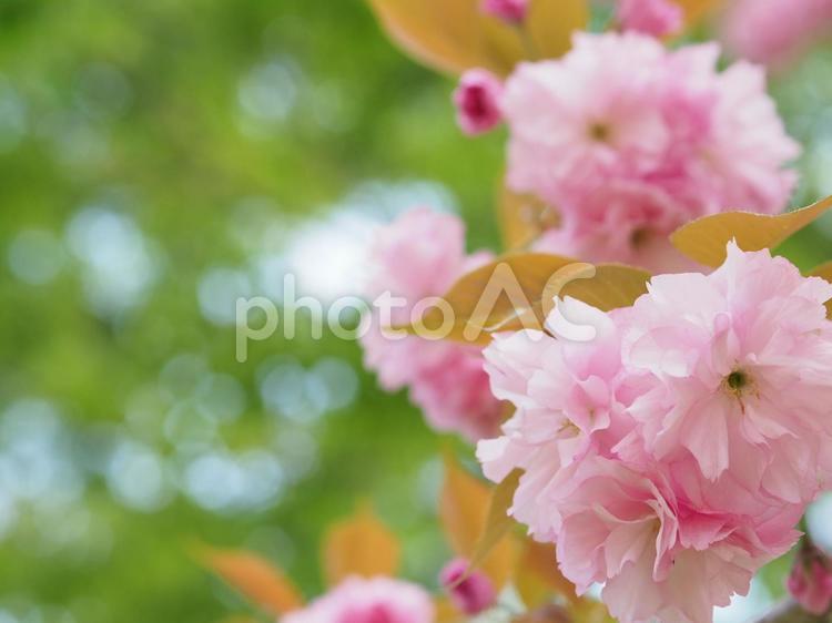 満開の八重桜の花と緑 八重桜,満開,ピンクの写真素材