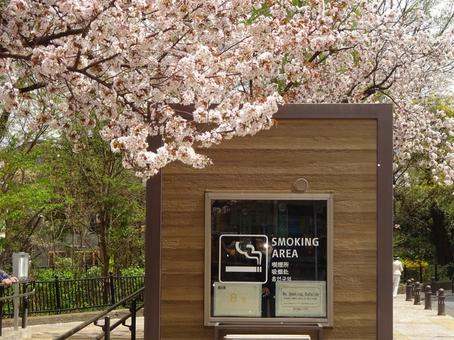 smoking areaと桜 スモーキングエリア,桜,憩の場の写真素材