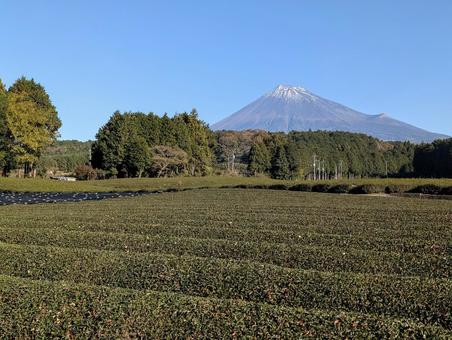富士山と大渕笹場 富士山,お茶,自然の写真素材