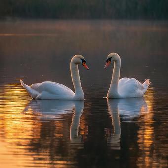 夕焼けに染まる湖面に浮かぶ、優雅な白鳥の写真