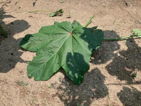 剪定されたオクラの葉 剪定されたオクラの葉 オクラ,夏野菜,野菜の写真素材