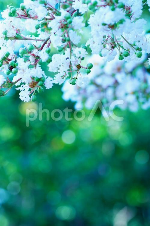 サルスベリ 花,百日紅,サルスベリの写真素材