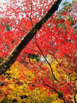 小國神社の紅葉 秋,紅葉,山の景色の写真素材
