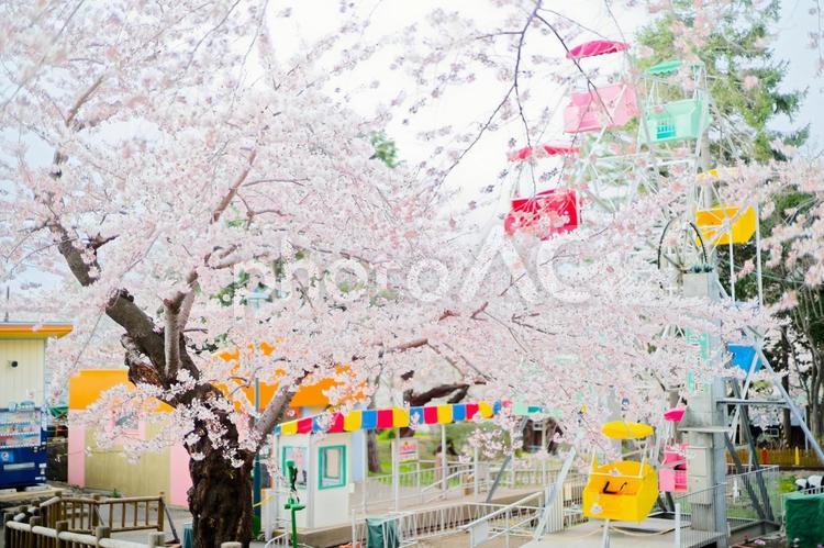 函館公園の桜 函館公園の桜,桜,函館公園の写真素材