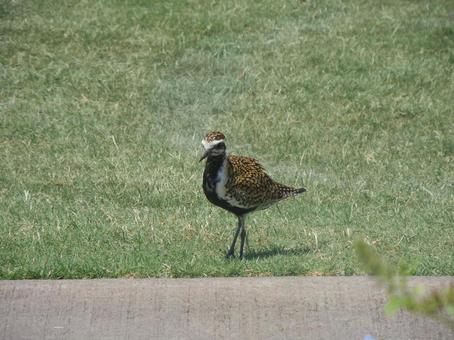 草の上を歩く鳥 草の上を歩く鳥 鳥,ムナグロ,草の写真素材