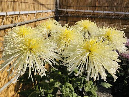 菊の花1 菊の花1の写真