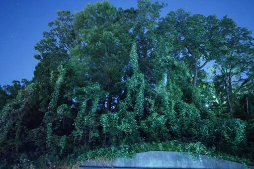 松戸、夜の龍善寺の林 松戸、夜の龍善寺の林 深夜,神社仏閣,林の写真素材
