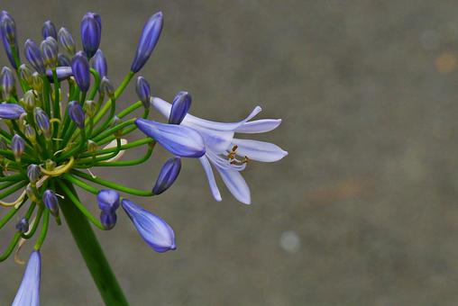 開花し始めたアガパンサス アガパンサス,ムラサキクンシラン,ヒガンバナ科の写真素材