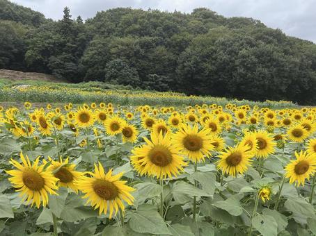 ひまわり ひまわり ひまわり,ヒマワリ,ひまわり畑の写真素材
